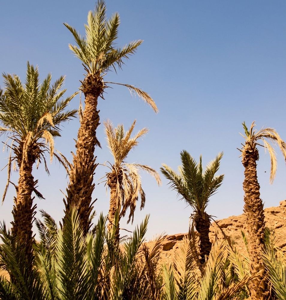 bayoudh