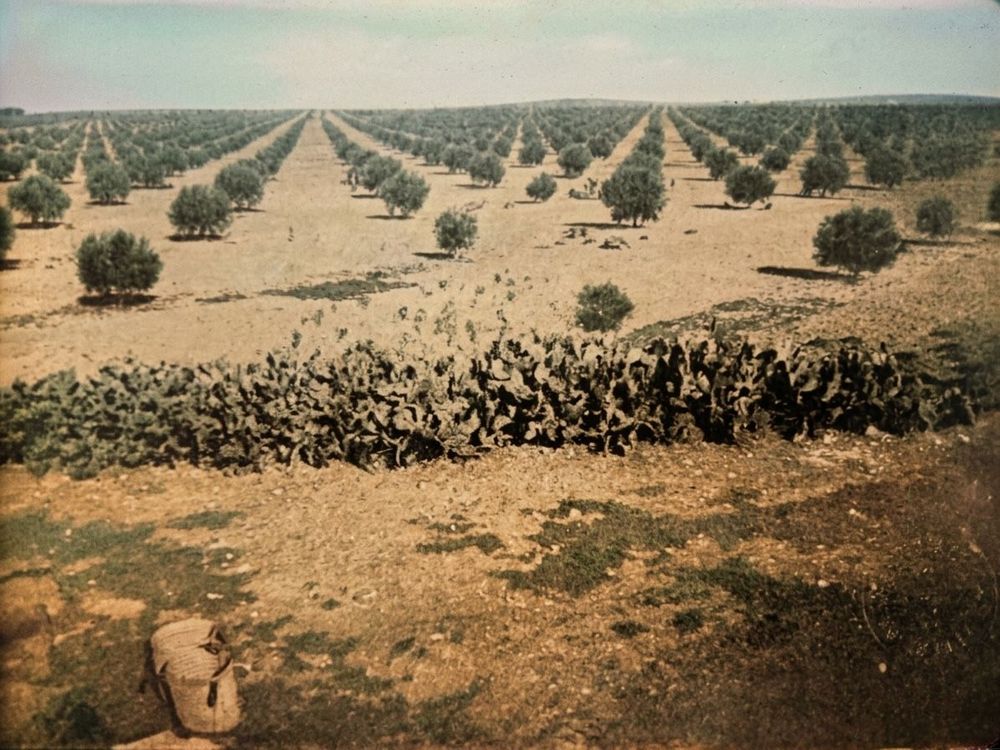 foret-sfax