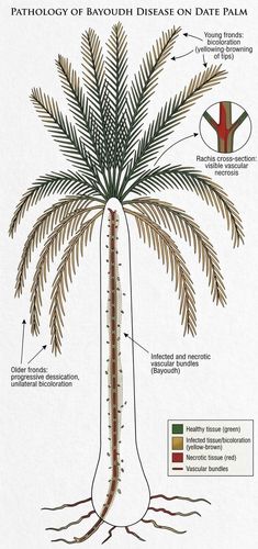 Le Bayoud du Palmier-Dattier : Diagnostic, Biologie et Stratégies Modernes de Protection