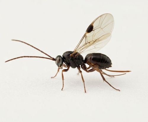 La Mouche de l'Olive (Bactrocera oleae) : Histoire, Secrets du Ravageur et Protection Moderne