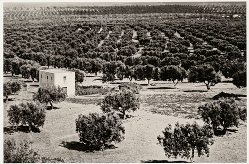 L'Épopée de la Forêt de Sfax : Comment un Désert est Devenu la Capitale de l'Olive