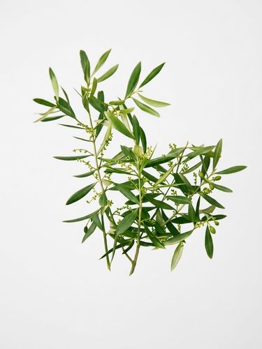 Pourquoi vos fleurs d'olivier avortent-elles ? Facteurs clés et conseils pratiques