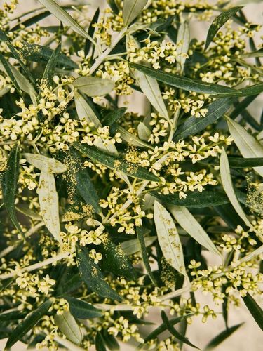 Pourquoi vos fleurs d'olivier avortent-elles ? Facteurs clés et conseils pratiques