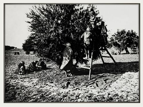 Sfax, 1920 : Voyage au Cœur de la Récolte Traditionnelle de l'Olive